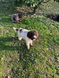 Lagotto Romagnolo