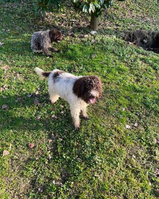 Lagotto Romagnolo