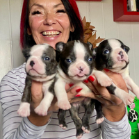 Cuccioli di Boston Terrier