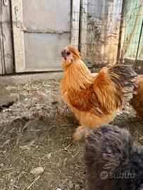 Gallo Moroseta