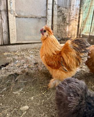 Gallo Moroseta