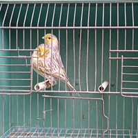 Canarini agata topazio giallo mosaico