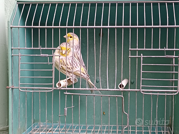 Canarini agata topazio giallo mosaico