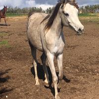 Puledra araba