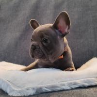 Cuccioli bulldog francese