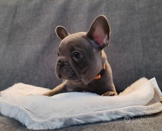 Cuccioli bulldog francese