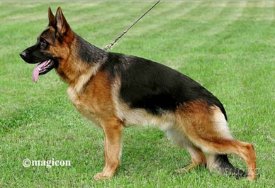 Cuccioli di pastore tedesco