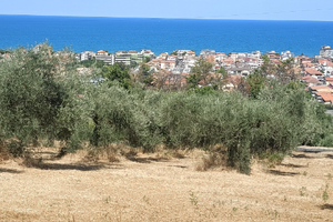 Terreno Edificabile MQ ,1000 + 5500 MQ Area verde