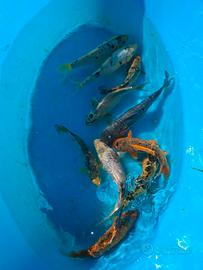 Carpe koi