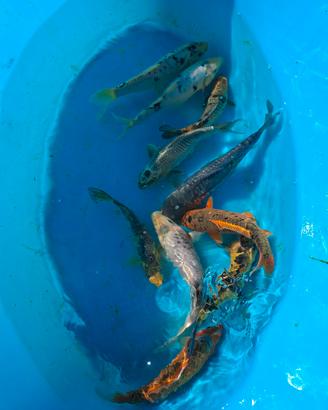 Carpe koi