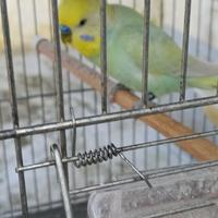 Cocorite riproduttori