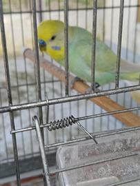 Cocorite riproduttori