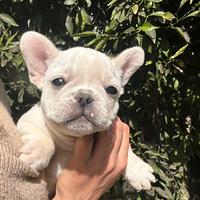 Cucciolo bulldog francese