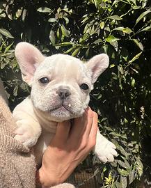 Cucciolo bulldog francese