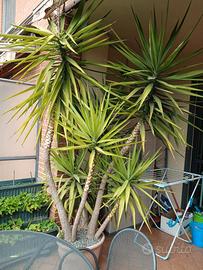 Tre Piante di Yucca Aloifolia adulte