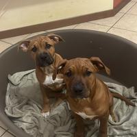 Cuccioli di amstaff
