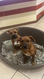 Cuccioli di amstaff