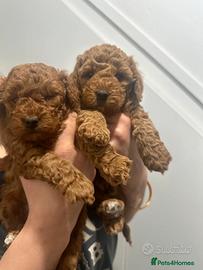 Cuccioli di barboncini toy M e F