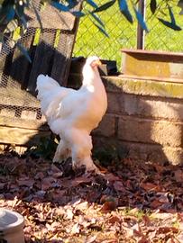 Coppia brahma bianco