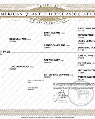 Quarter horse