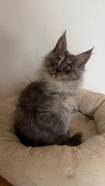 Femmine di Maine Coon con pedigree