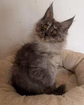 Femmine di Maine Coon con pedigree