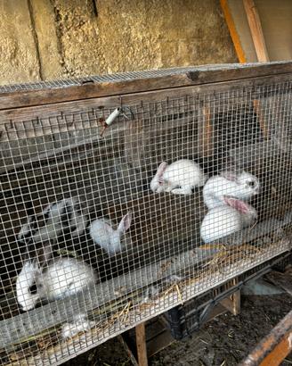 Conigli