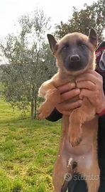 Femmina cucciola Malinois