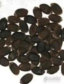 Semi di luffa cilindrica