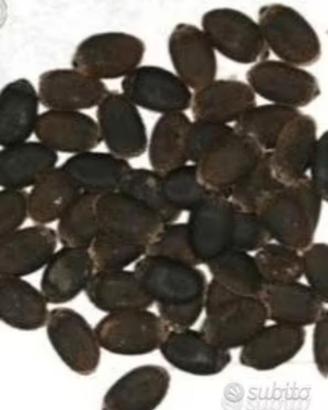 Semi di luffa cilindrica