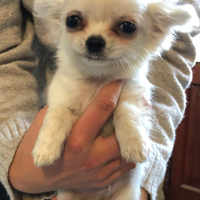 Cuccioli di chiuhauha bianchi