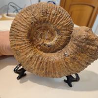 FOSSILE GRANDE AMMONITE DIAM 16,5 CM  PESO: 1372g