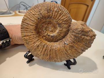 FOSSILE GRANDE AMMONITE DIAM 16,5 CM  PESO: 1372g