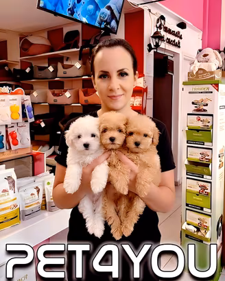 Cuccioli di taglia molto piccola