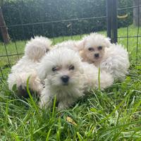 Cuccioli di maltese