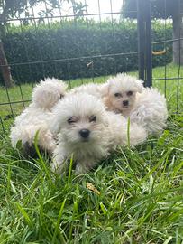 Cuccioli di maltese