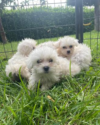 Cuccioli di maltese