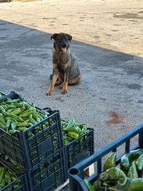 Pastore del caucaso mix rottweiler