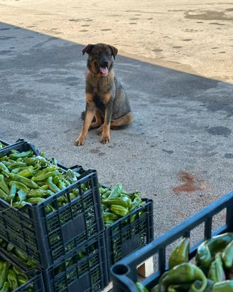 Pastore del caucaso mix rottweiler
