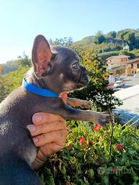 Bulldog francese