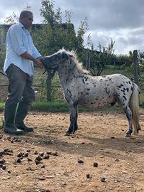 Vendita cavallo Falabella Appaloosa