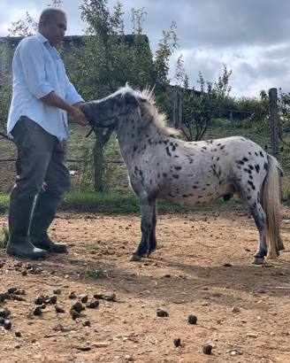 Vendita cavallo Falabella Appaloosa
