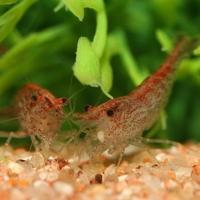 Caridine gamberi  Rosse  Red non pure con OMAGGIO