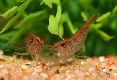 Caridine gamberi  Rosse  Red non pure con OMAGGIO