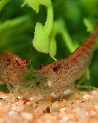 Caridine gamberi  Rosse  Red non pure con OMAGGIO