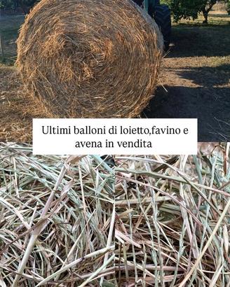 Foraggio seminato 2026