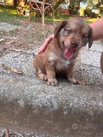 Cucciola