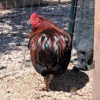 Allevamento ornamentali Villa Genovese Trapani