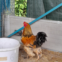 Gallo Brahma