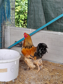 Gallo Brahma